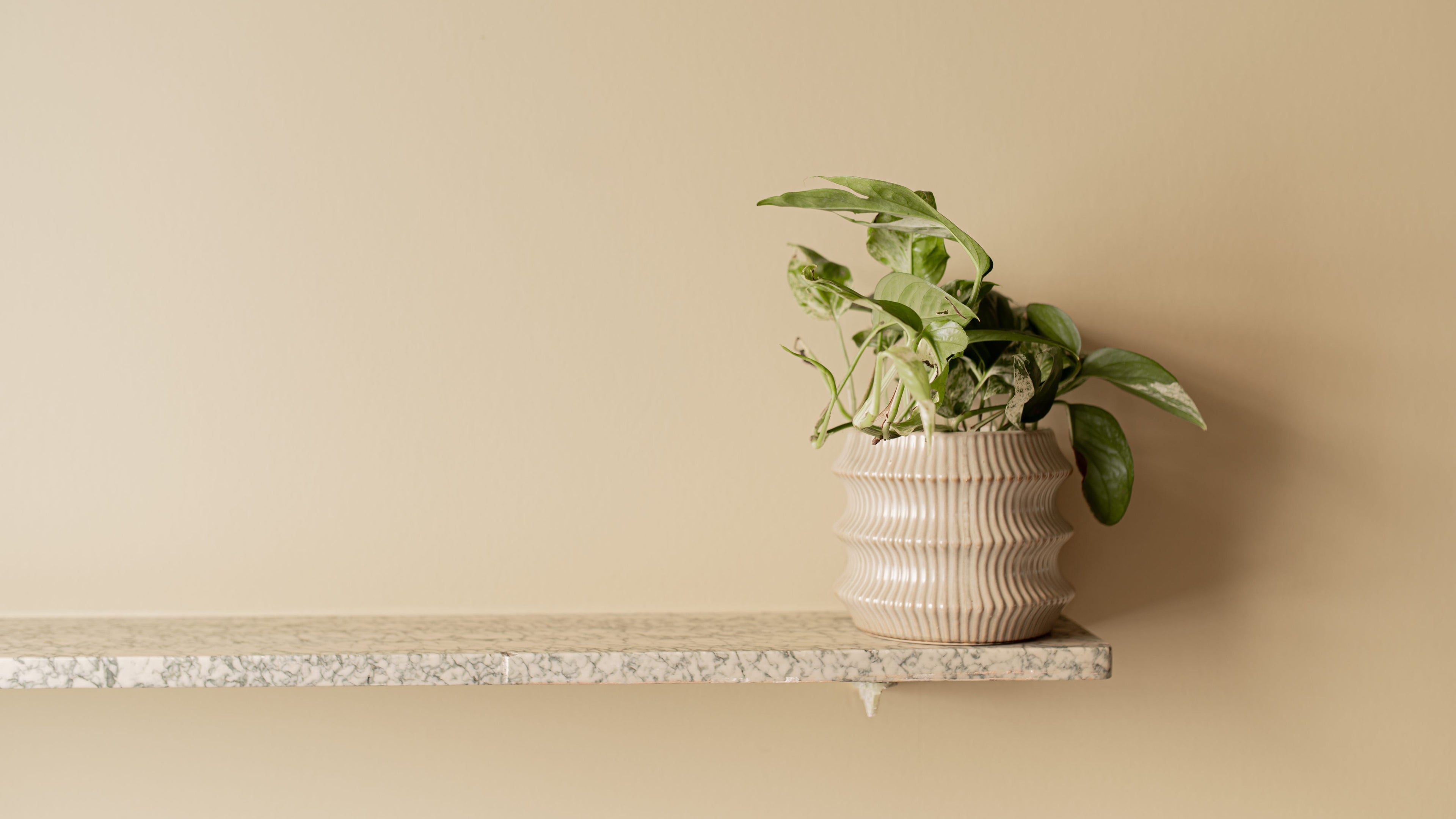 Muur mat in de kleur Humusbeige in de inkom